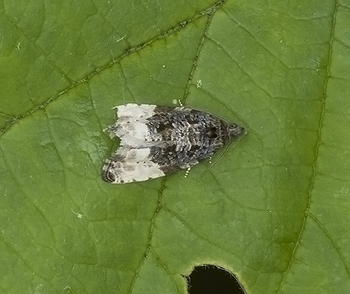 Apotomis sororculana (Tortricidae) da confermare